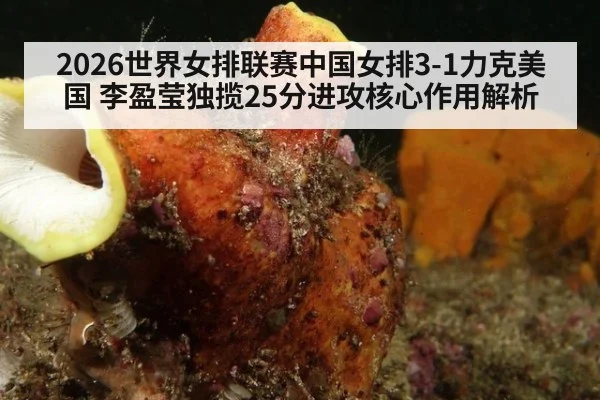 2026世界女排联赛中国女排3-1力克美国 李盈莹独揽25分进攻核心作用解析